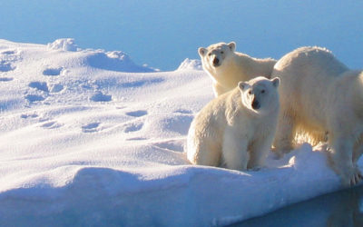 Three polar bears on the edge of a small iceberg