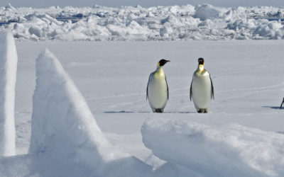 Emperor Penguins on the sea ice in the Weddell Sea
