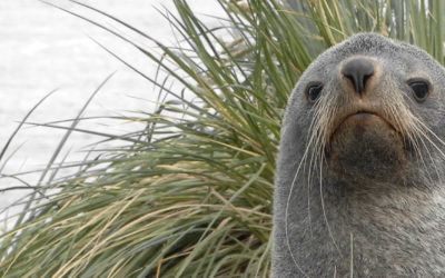 A close up of a seal.