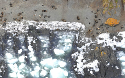 A flock of birds sitting on a rock in the snow.