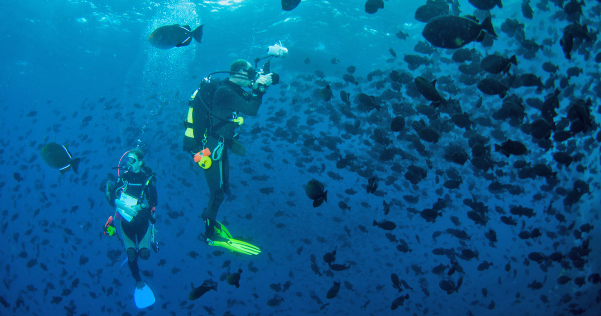 AIMS Project divers Jude and Steve Brown with black trigger fish during a visual survey