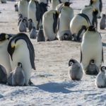 Penguins standing in the snow