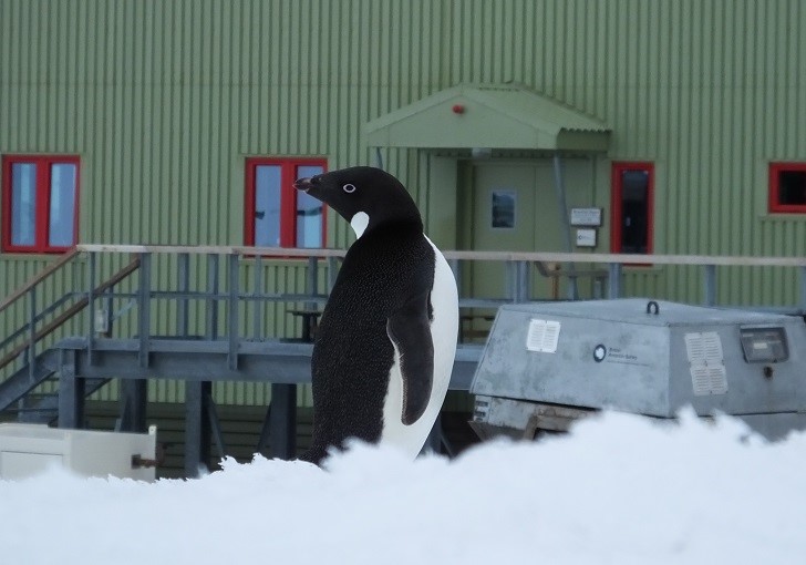 tom penguin