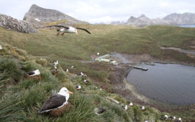 A flock of seagulls standing on the side of a mountain.