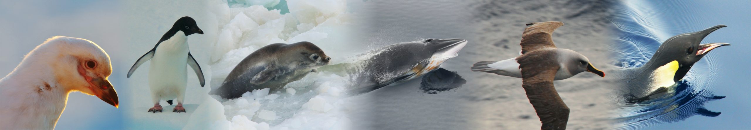 A dog swimming in a body of water